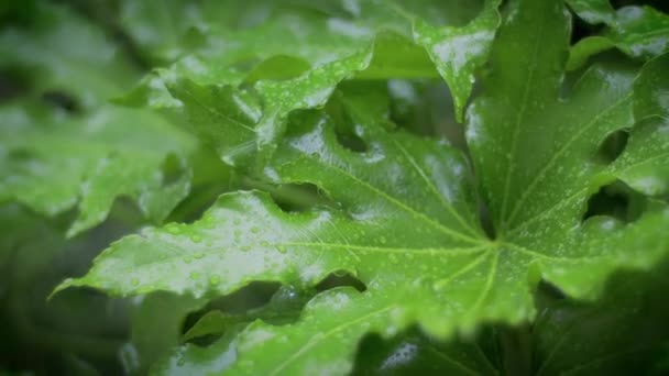 Zware regen in een tuin — Stockvideo