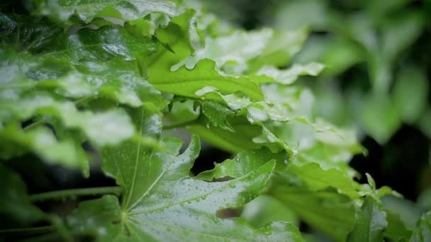 Fuerte lluvia en un jardín — Vídeo de stock