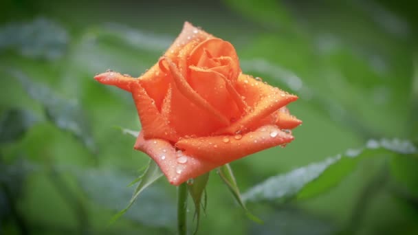 Hermosa rosa bajo fuerte lluvia — Vídeo de stock