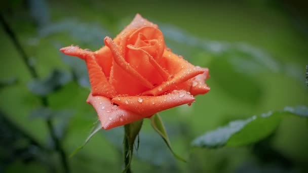 Hermosa rosa bajo fuerte lluvia — Vídeo de stock