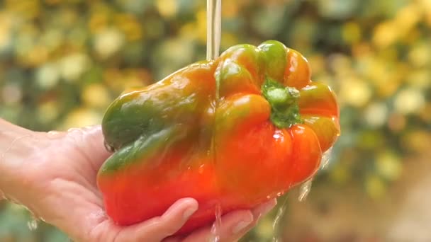 Paprika in hand onder stromend water — Stockvideo