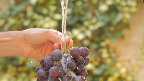 Hand and bunch of grapes under flowing water slow motion — Stock Video