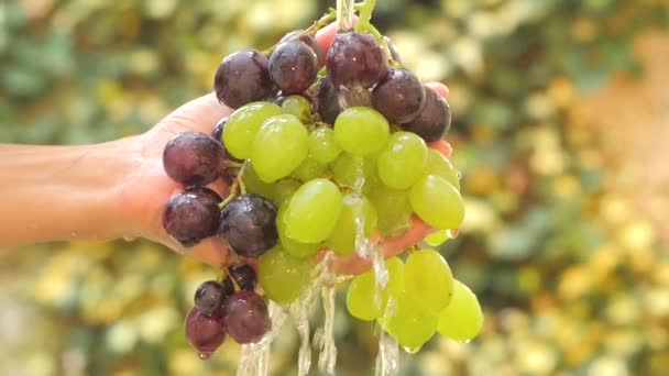 Mano y racimo de uvas bajo agua corriente cámara lenta — Vídeos de Stock