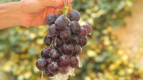 Mano y racimo de uvas bajo agua corriente cámara lenta — Vídeos de Stock