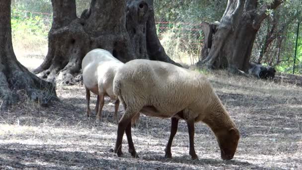 Deux moutons dans une oliveraie 