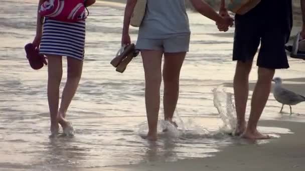 Familia caminando en la playa cerca de las gaviotas al atardecer de cerca — Vídeos de Stock