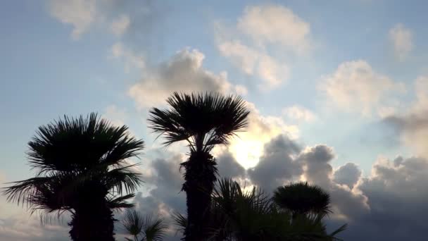 Palmiye ağaçları siluet — Stok video