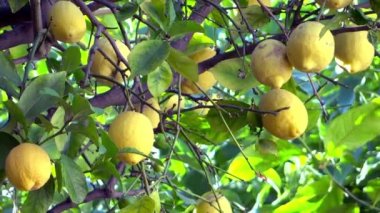 limon ağacı yakın çekim