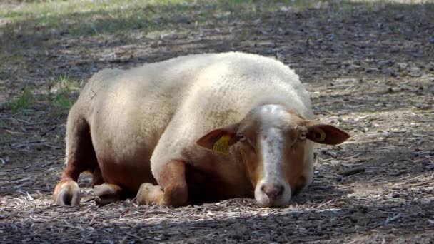 Отдыхающие овцы — стоковое видео