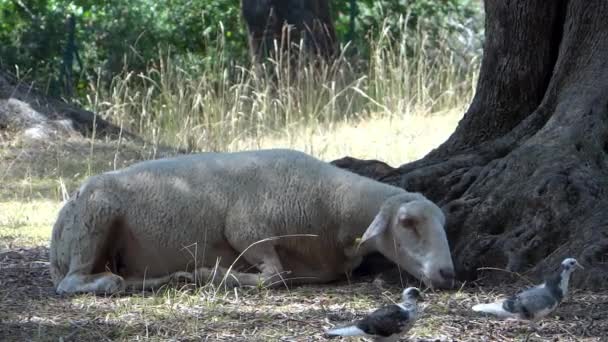 一只绵羊和两个有趣的小鸟，在橄榄园里 — 图库视频影像