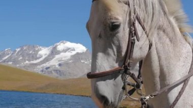 beyaz atın yüzüne yakın çekim