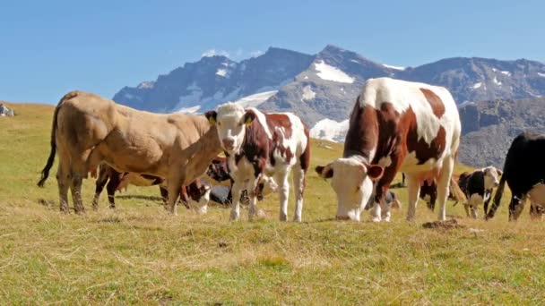 Rinder in einer alpinen Landschaft — Stockvideo