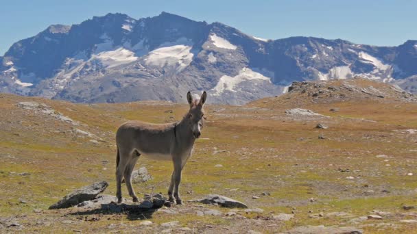 Альпийский пейзаж с мулом — стоковое видео