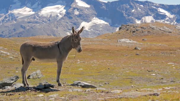 Alpint landskap med mule — Stockvideo