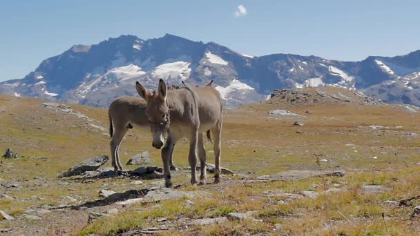 Alpine landscape with mules slow motion — Stock Video