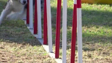 köpek çeviklik, örgü direkleri