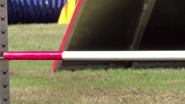 Dog agility — Stock Video