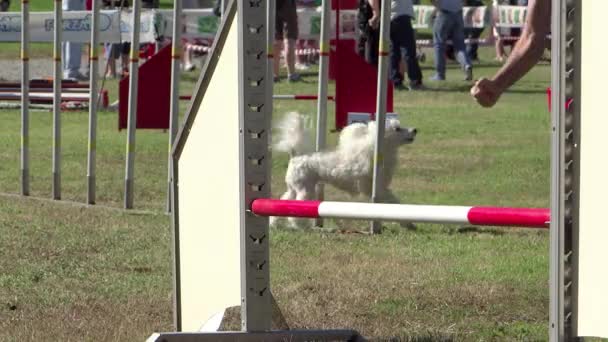 Agilidade do cão, tecer postes — Vídeo de Stock