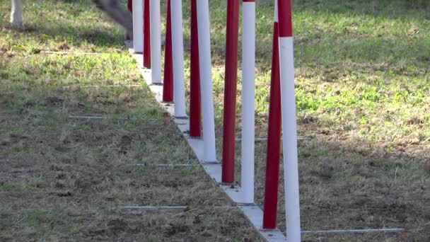 Dog agility, weave poles — Stock Video