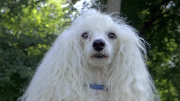 Close up de um belo poodle — Vídeo de Stock