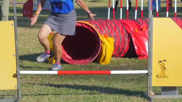 Corrida de agilidade do cão, russell terrier em ação — Vídeo de Stock