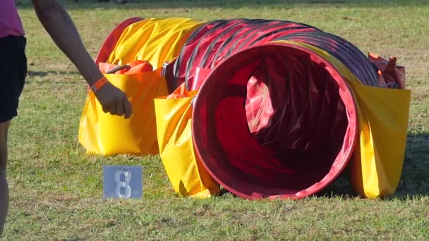 Corrida de agilidade do cão, poodle preto em ação — Vídeo de Stock