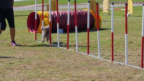 Agilidade do cão, tecer postes — Vídeo de Stock