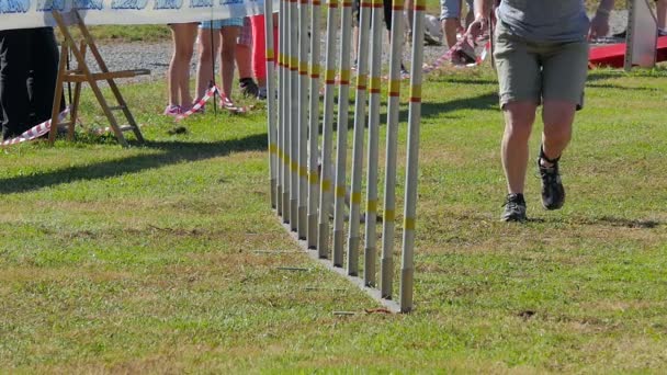 Hund agility, väva polacker — Stockvideo