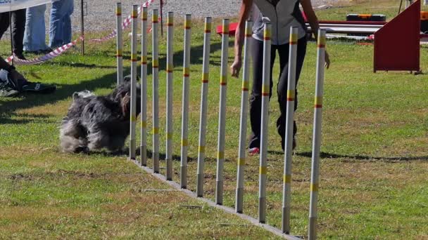 Agilidad del perro, polos de tejido — Vídeos de Stock