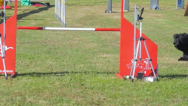 Bonito cão salto obstáculo em agilidade corrida de cães — Vídeo de Stock