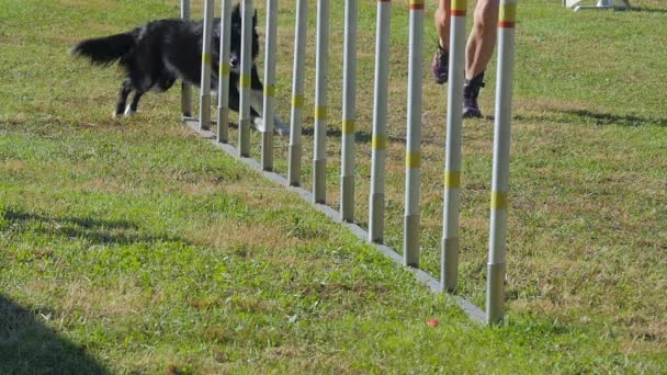 Σκύλοs agility, ύφανση πόλους — Αρχείο Βίντεο
