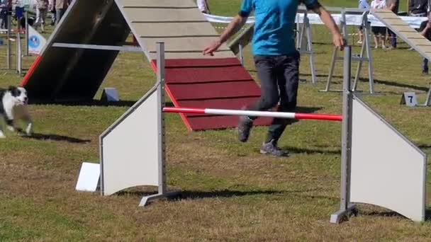 Dog agility race, border collie in action — Stock Video