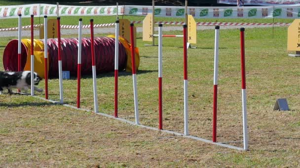 Hund agility, väva polacker — Stockvideo