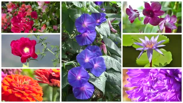 Wonderful flowers collage — Stock Video