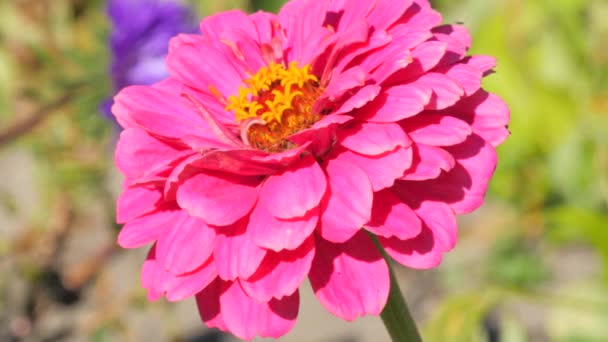 Pink dahlia and bee — Stock Video