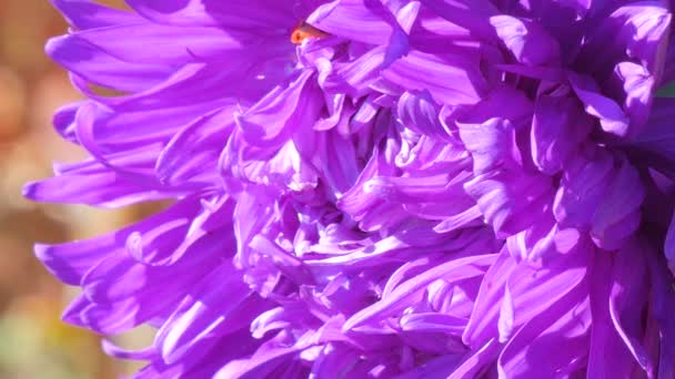 Flor púrpura y mariquita — Vídeos de Stock