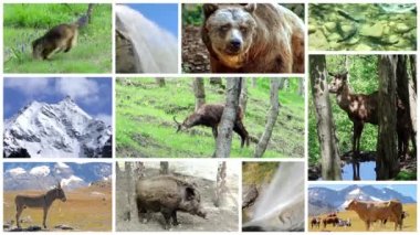 Alp fauna montaj