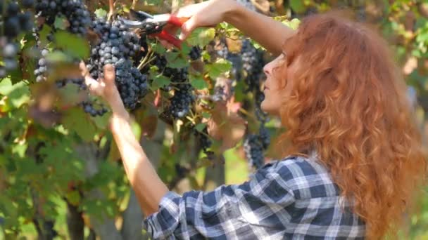 Κόκκινο-επικεφαλής γυναίκα τη συγκομιδή τα σταφύλια — Αρχείο Βίντεο