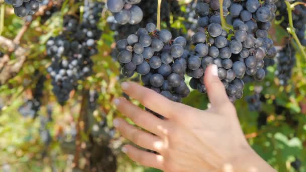 Zbieranie grona winogron — Wideo stockowe