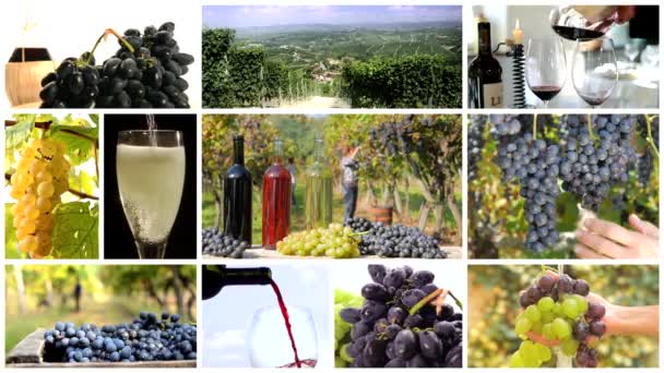 Terra de montagem de vinhos — Vídeo de Stock