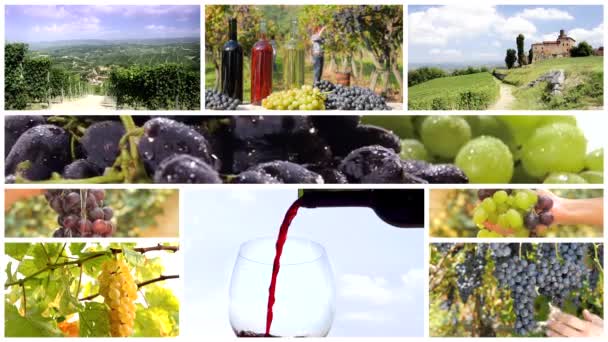 Land van wijn montage — Stockvideo