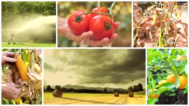 zemědělství fotomontáž, lidé, zvířata a produkty