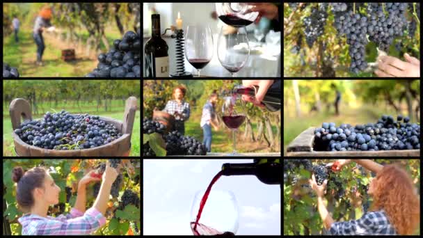 Montaż zbioru winogron — Wideo stockowe