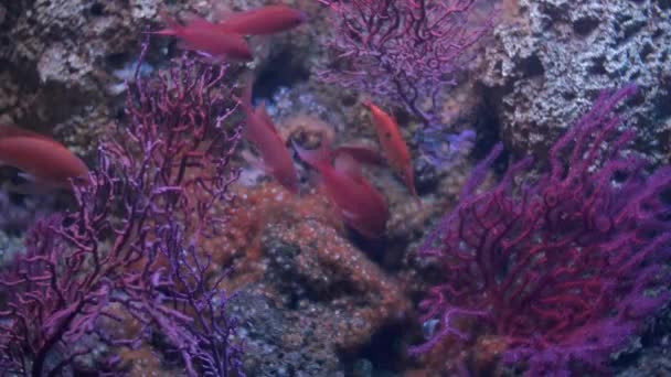 Akvariet i Genua, röd damselfishes — Stockvideo