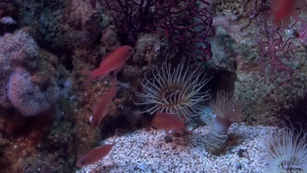 Akvariet i Genua, röd damselfishes — Stockvideo
