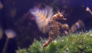 Akvaryum Cenova, deniz atı