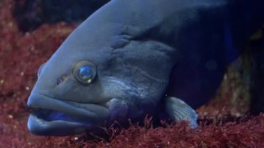 Akvaryum Cenova, bir orfoz yakın çekim