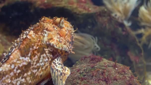 Aquarium von Genua, Skorpionfischen — Stockvideo