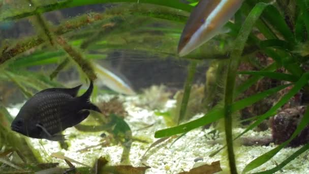 Aquarium de Gênes, poissons tropicaux — Video