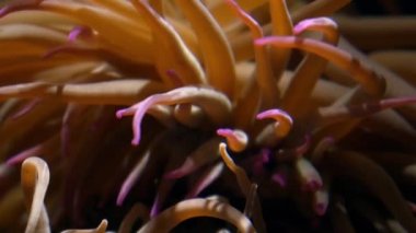 Cenova, deniz anemone akvaryum